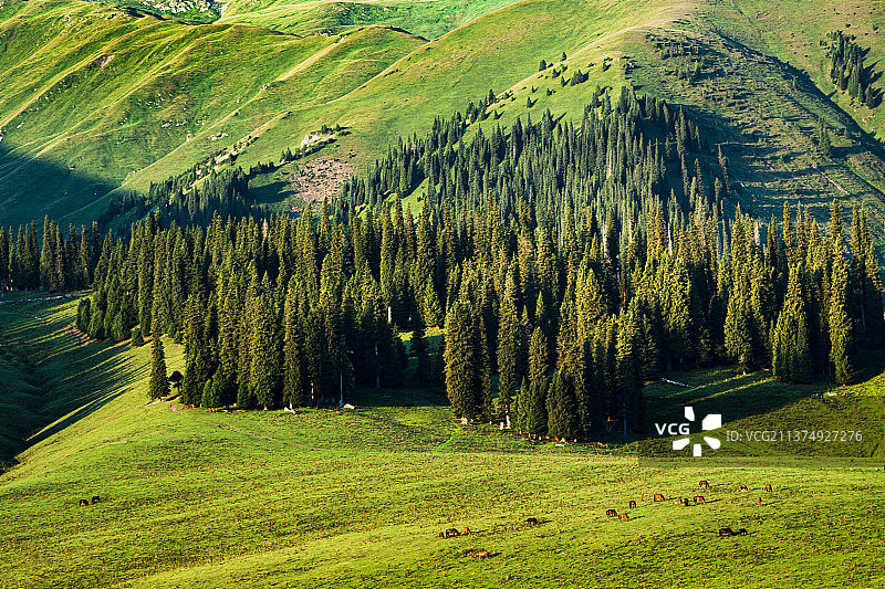 那拉提草原图片素材