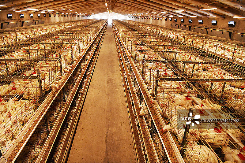 高标准畜禽养殖场图片素材