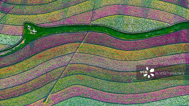 春天的花海像一条多彩的地毯图片素材