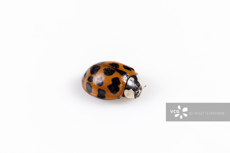 一只瓢虫特写白色背景图片素材
