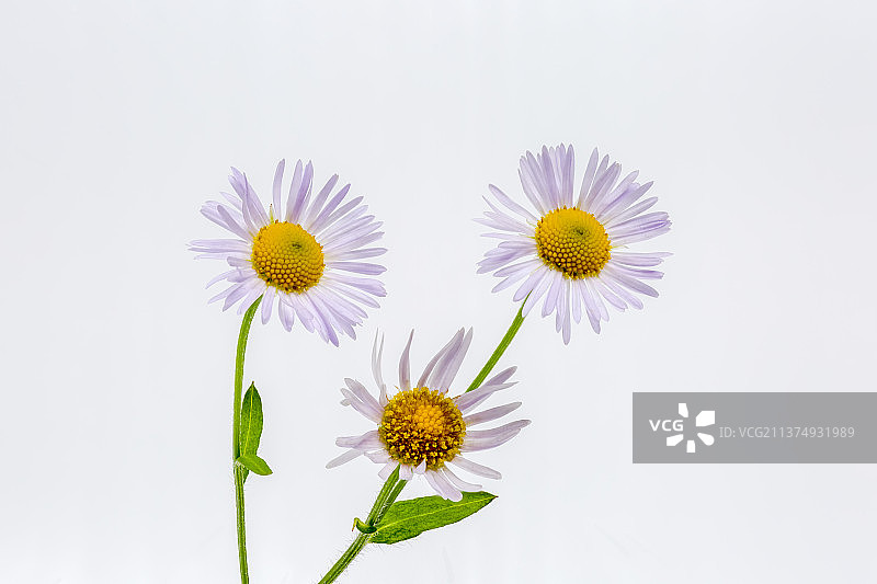 白色背景春天盛开的野菊花图片素材