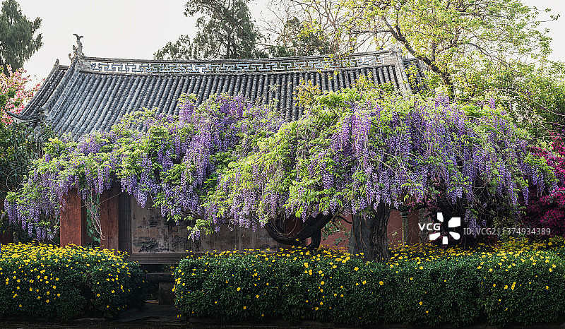 紫藤繁花  云南省大理州中国历史文化名城巍山蒙阳公园图片素材