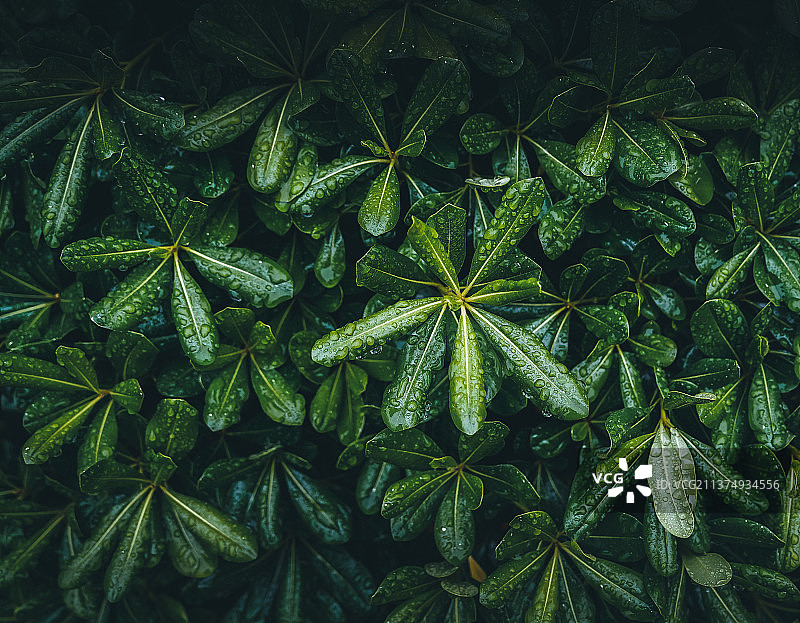 新鲜绿色植物的全帧拍摄图片素材