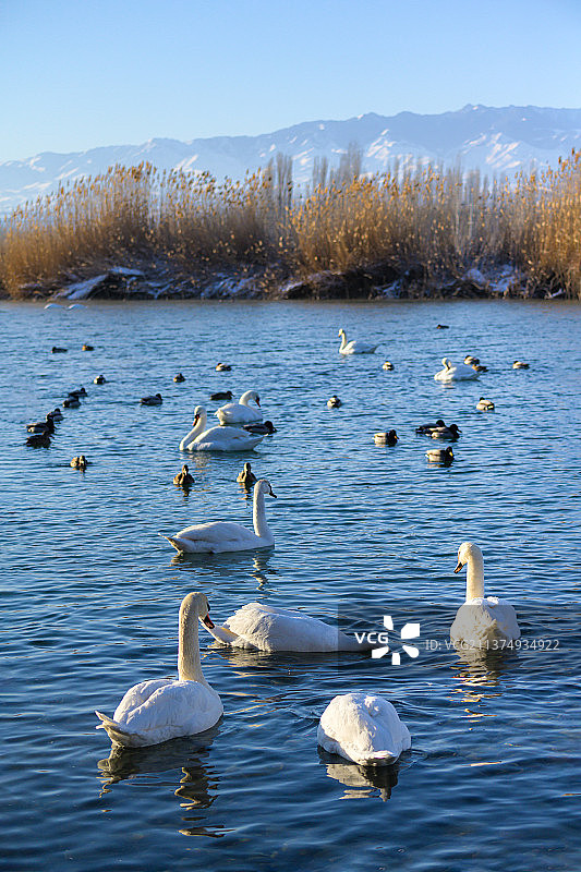天鹅泉晨曦图片素材