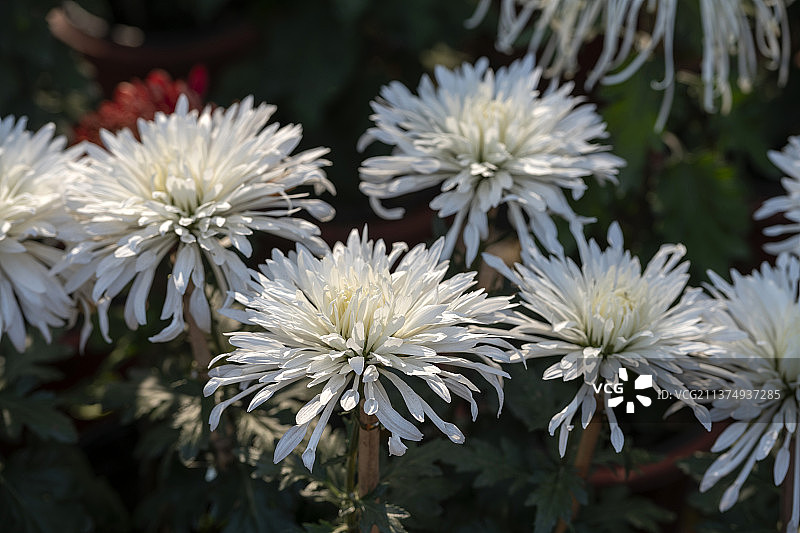 公园里盛开的菊花特写图片素材