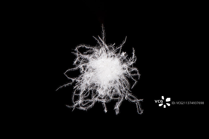 一朵白羽绒图片素材