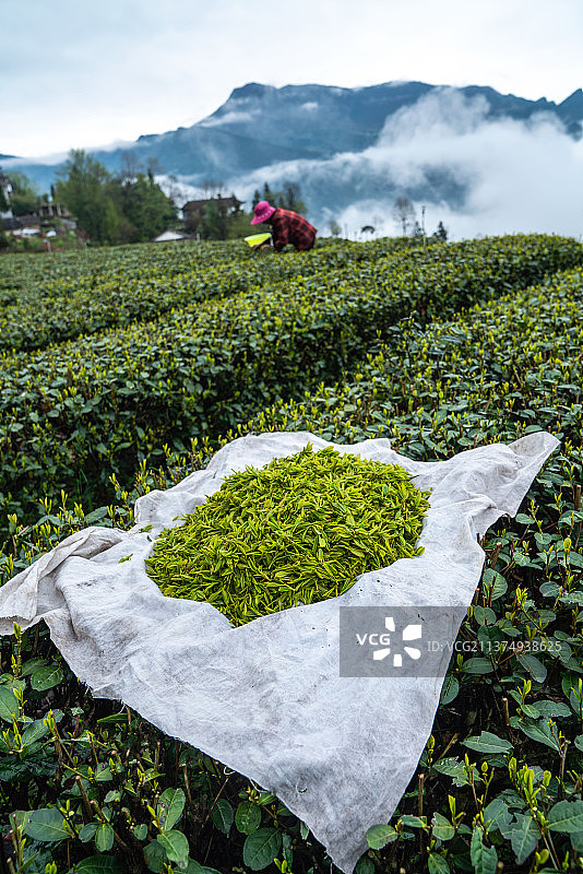 世界硒都:湖北恩施市茶农浓深山云里雾里采春茶宛若仙境里图片素材