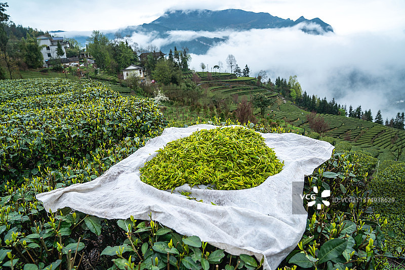 世界硒都:湖北恩施市茶农浓深山云里雾里采春茶宛若仙境里图片素材