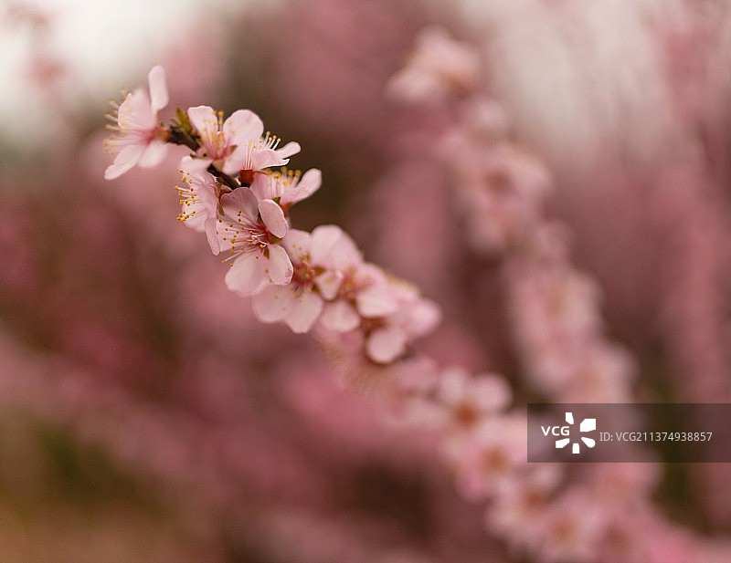 榆叶梅图片素材