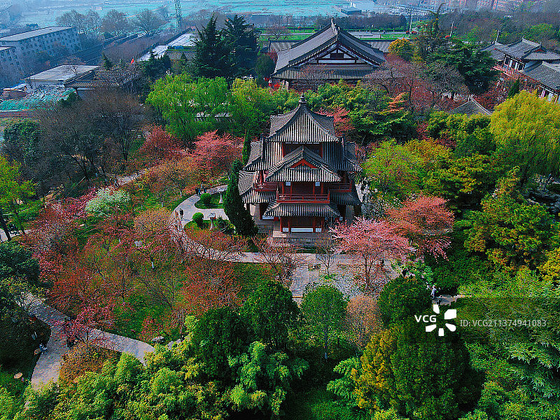 西安青龙寺樱花盛开图片素材