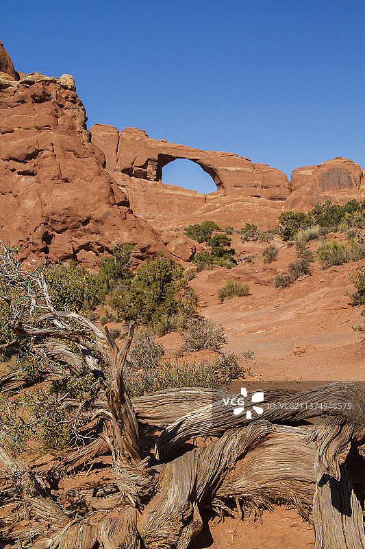 背景是天际线拱门的杜松树图片素材
