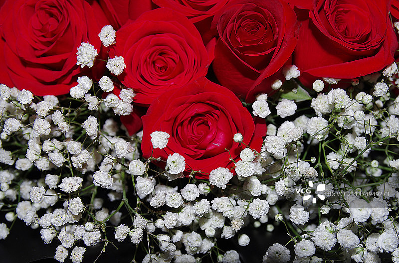 玫瑰花图片素材