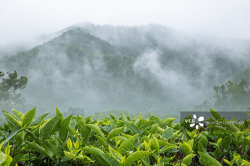 广东梅州“雁南飞茶田”景区图片素材