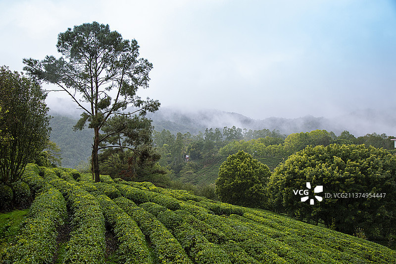 广东梅州“雁南飞茶田”景区图片素材