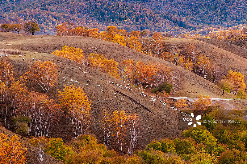 秋季的山林，羊群在一片树林包绕的山坡上吃草。图片素材