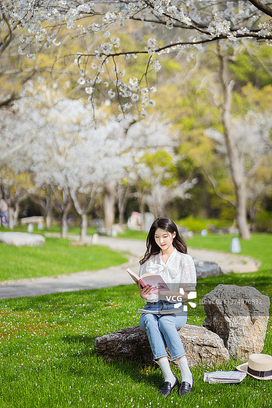 樱花下读书图片素材