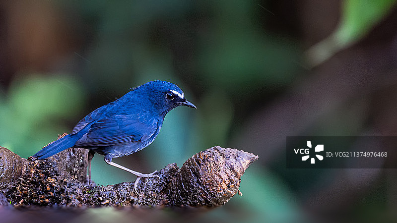 蓝短翅鸫图片素材