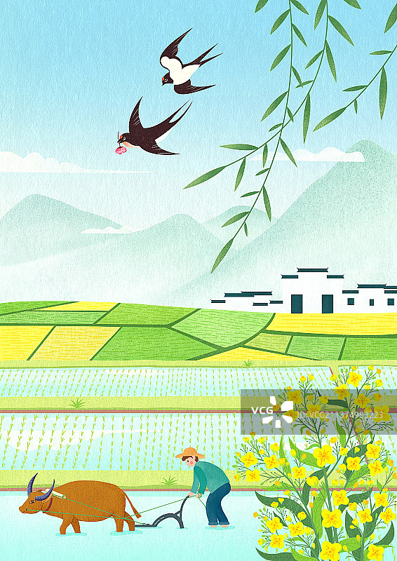 二十四节气清明——春天在油菜花田耕种的农民图片素材