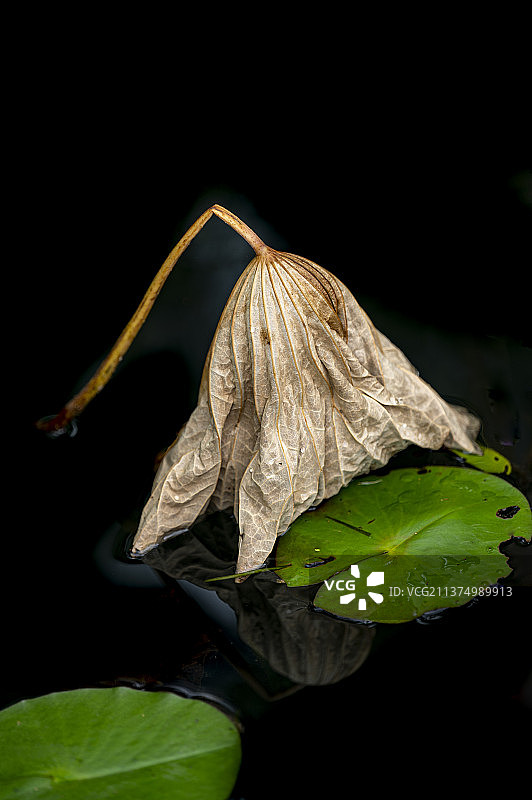 黑色背景下的叶子特写镜头图片素材