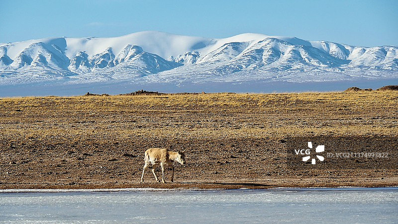 藏羚羊 1图片素材