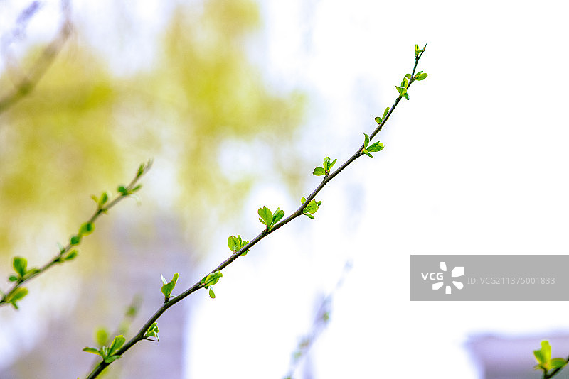 春的萌芽图片素材