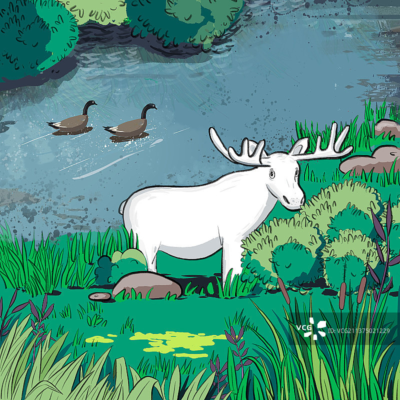 站在河边草丛的白色麋鹿图片素材