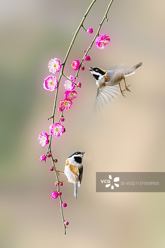 红头闹春图片素材