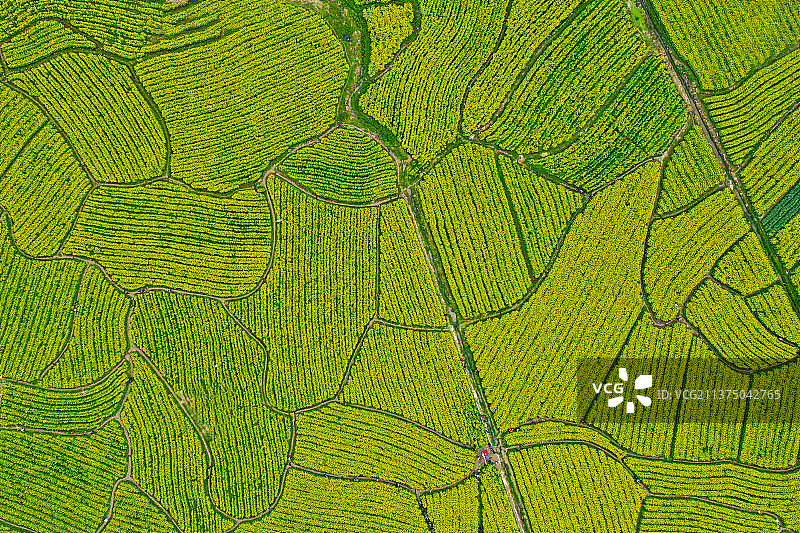 春日花田图片素材