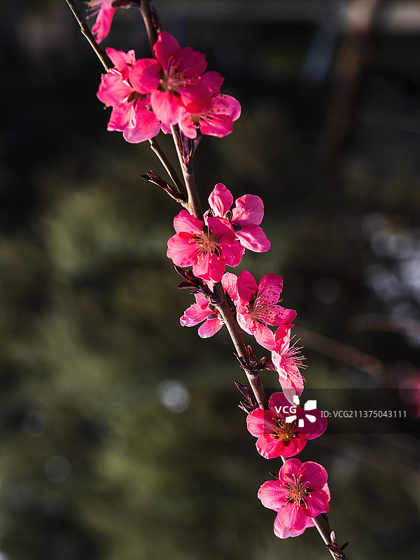 桃花依旧笑春风图片素材