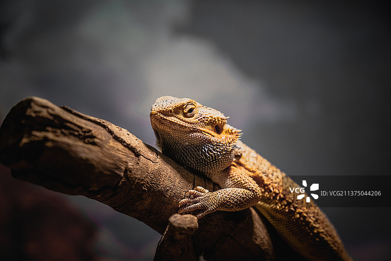 极地馆里的蜥蜴图片素材