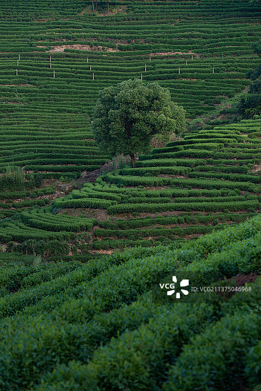 浙江省杭州西湖龙井茶园图片素材