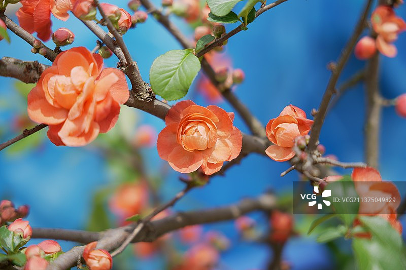 春季粉红花朵特写图片素材