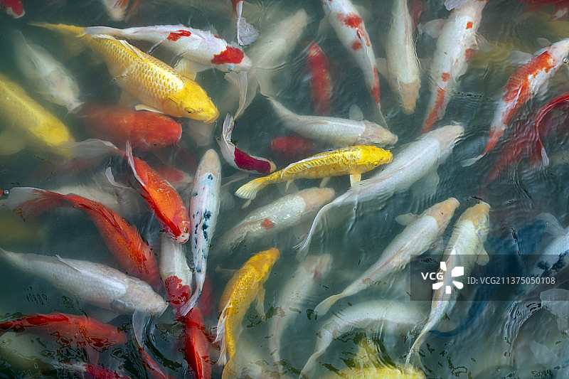 一群锦鲤在水中畅游图片素材