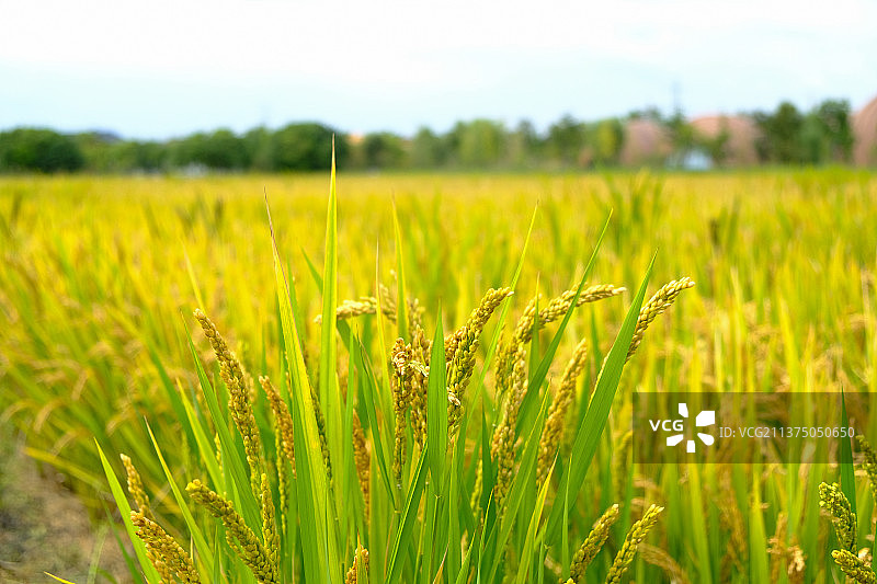 水稻田图片素材