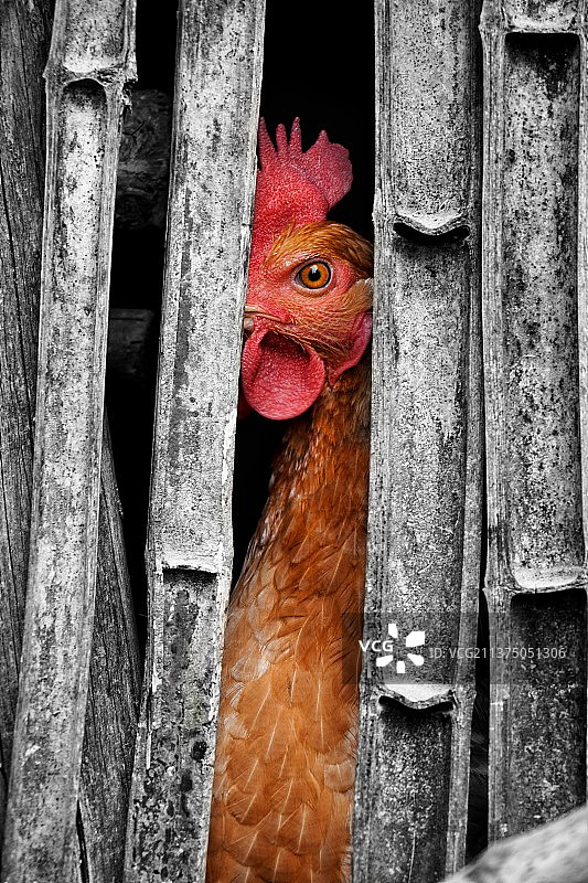 围栏里的鸡图片素材