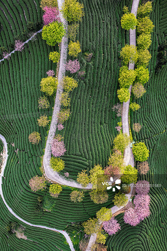 福建漳平永福台品樱花茶园航拍图片素材