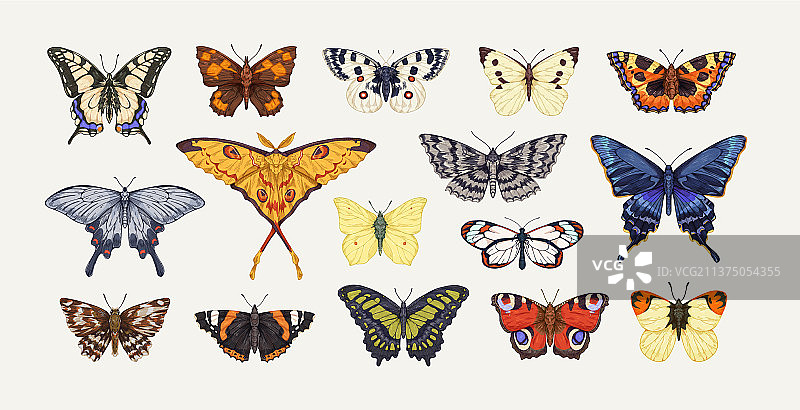 逼真的蝴蝶飞行昆虫集合图片素材