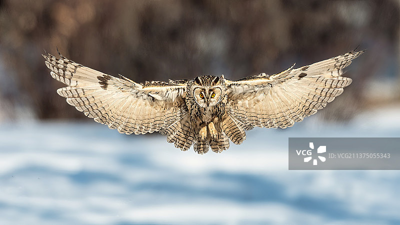 雪中猫头鹰图片素材