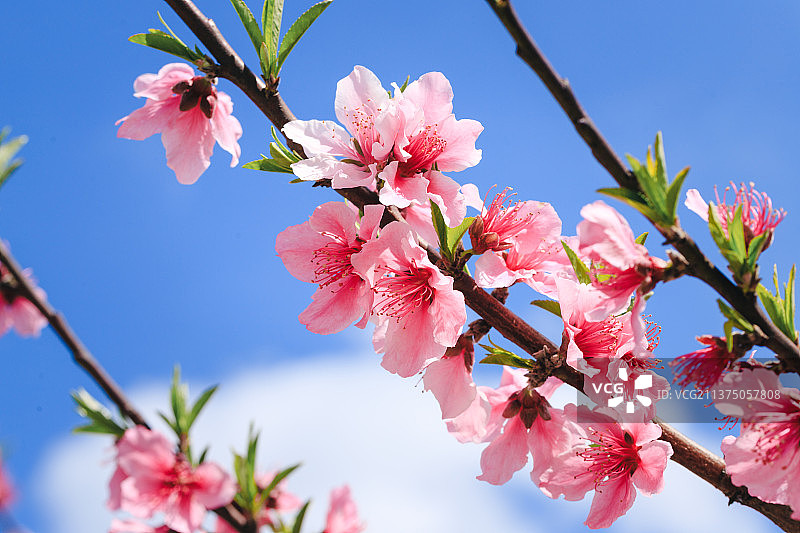 春季粉红桃花特写图片素材
