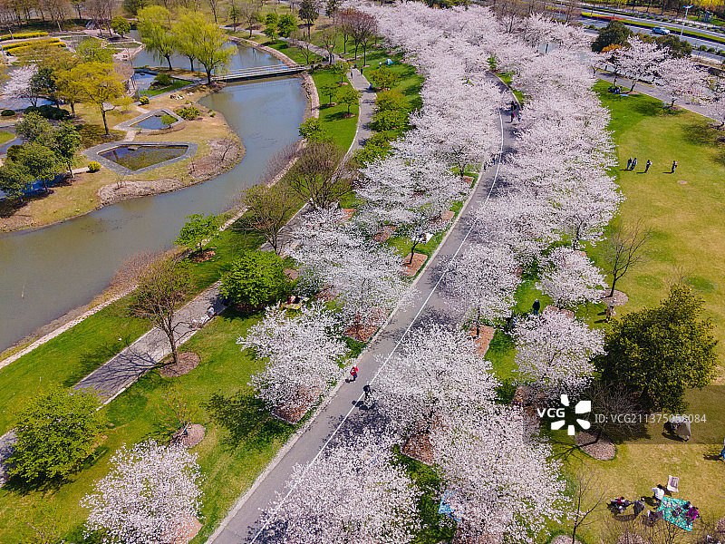 辰山植物园樱花图片素材