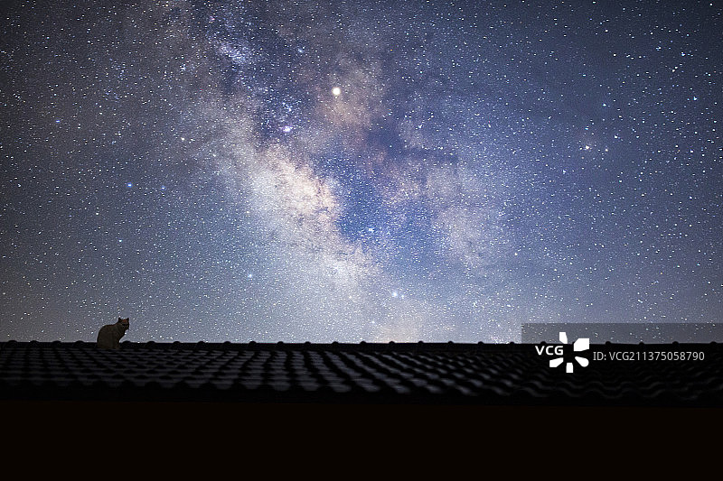 星空下的猫图片素材