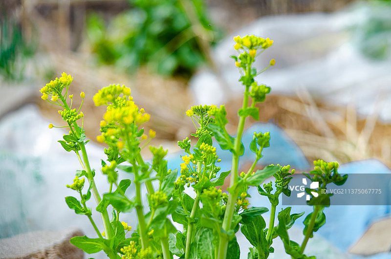中国野生植物和野外植物拍摄主题，春天的田地里生长出黄色的油菜花，户外无人图像摄影图片素材