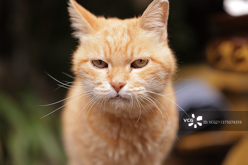 动物与街拍图片素材