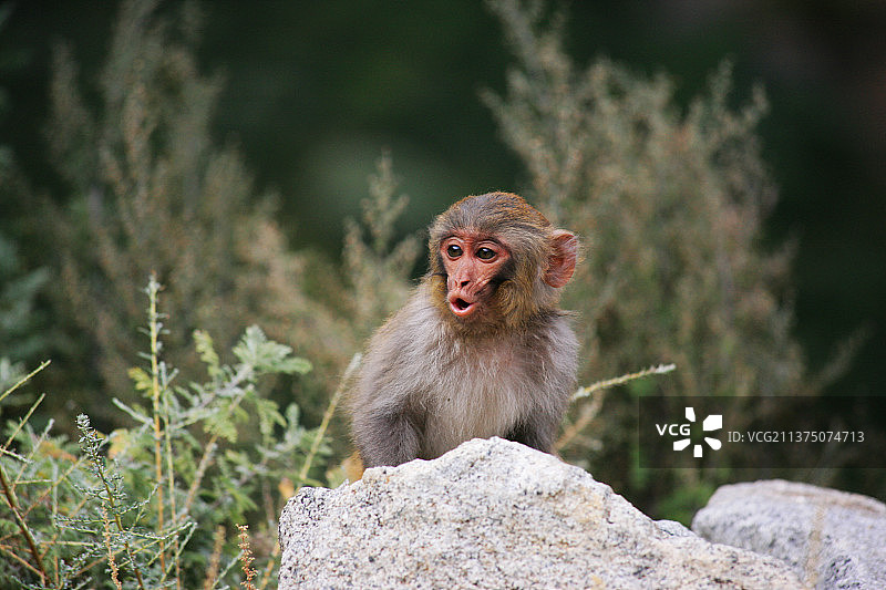 猕猴图片素材
