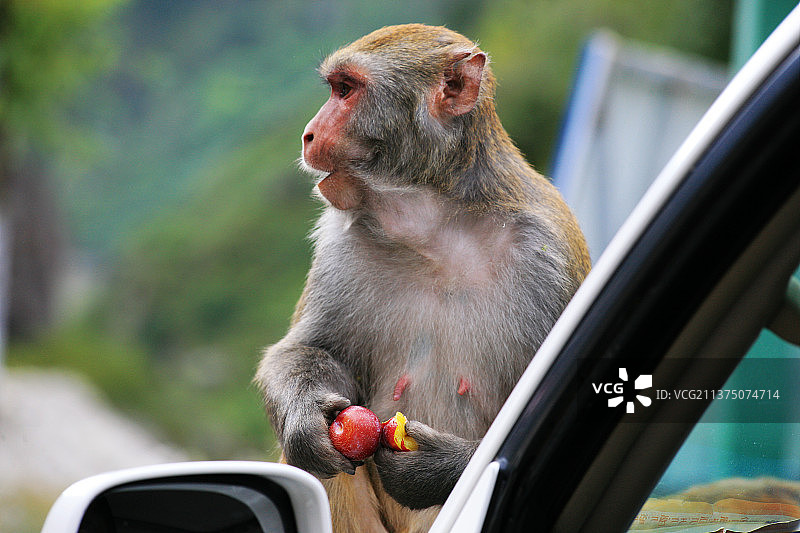 猕猴图片素材