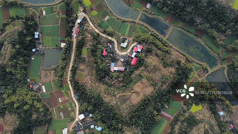 高角度视野下的树木和植物图片素材