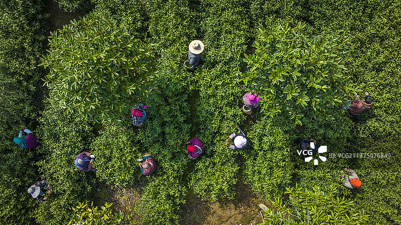 江苏句容的茶场图片素材