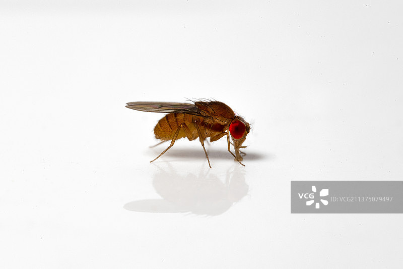 果蝇图片素材