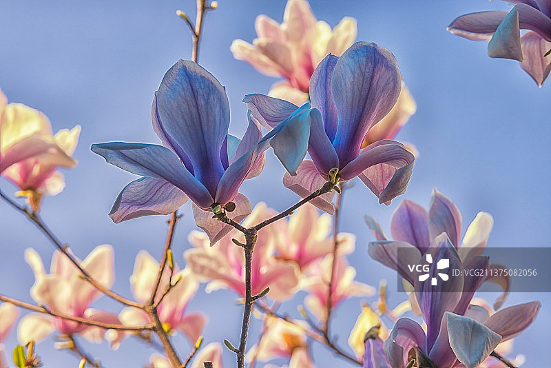 紫砂玉兰图片素材