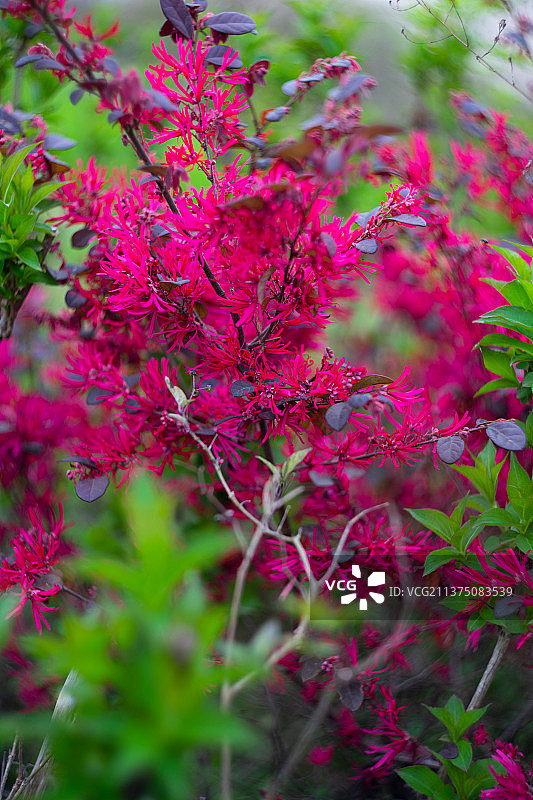 红花檵木图片素材